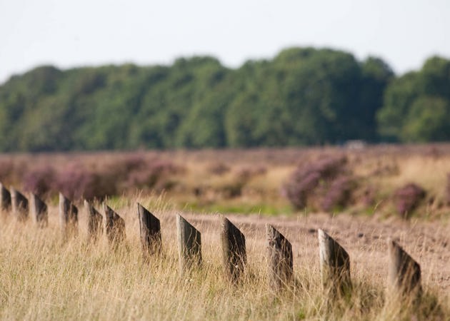 Veluwe Ginkelse Heide 3