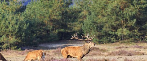 Edelhert Het Nationale Park De Hoge Veluwe Jurjen Drenth