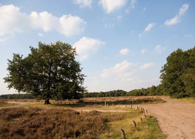 Veluwe Ginkelse Heide 4